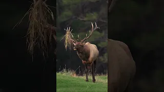 Elk bugle