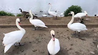 Swans