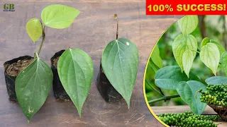 Black pepper or peppercorn plant propagation from cuttings | Super easy method to grow piper nigrum