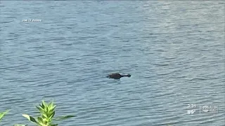 Pasco man saves his dog from an alligator