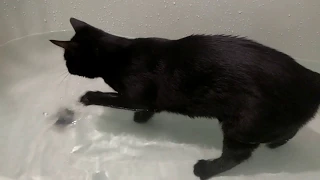 Кот водомер в ванной
