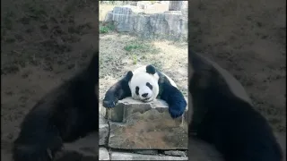 Super Cute And Funny Panda Video Compilation P28 || TOUTOU CUTE ||