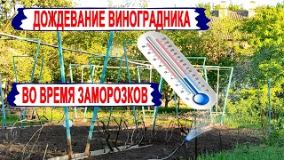 🍇 Заморозок на винограднике в мае. Что можно сделать и поможет ли ЭТО. Дождевание виноградника.