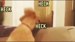 Perros REACCIONAN a TRUCO DE MAGIA!!