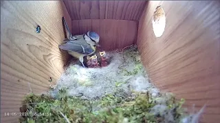 14th May 2021 - Five Chicks - Blue tit nest box live camera highlights