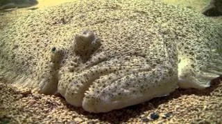 Giant turbot fish underwater. Гигантский палтус /камбала под водой.