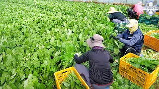 Clean hygiene! Various types of Korean kimchi factories