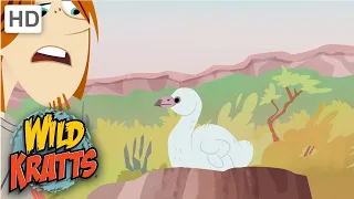 Wild Kratts | Flamingos | Birds | NATURE