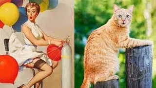 Смешные картинки про кошек и котят Выпуск №40  FUNNY CATS СМЕШНЫЕ КОШКИ