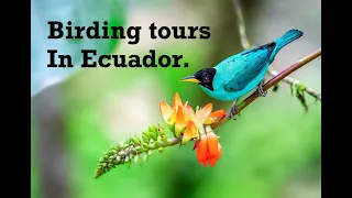 Birding & bird photography tours in Ecuador from our amazing @chocotoucanreserve & bird lodge.