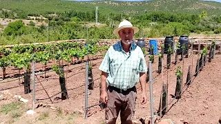 VIÑEDO casero, protectores, riego y laboreo de las cepas en Guadalajara