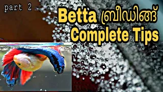 How to breed betta fish/Betta fish complete breeding tips/Betta fish complete breeding tips&care