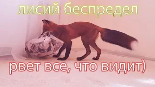 Лис - разрушитель квартир. Рвет все, что видит!