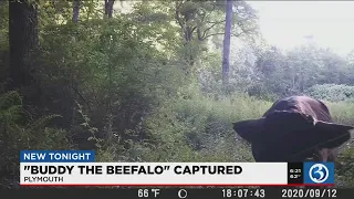 Video: Buddy the beefalo has been found