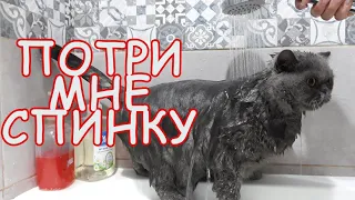 🐈Как купаются кошки🐈 Наша британская кошка Лёля принимает душ. British cat is washing