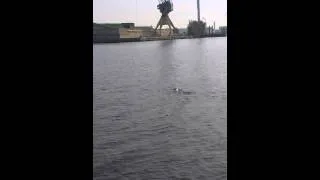 Zeehond in het Noord zee kanaal