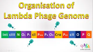 Lambda Phage Genome | lambda repressor | Cro protein | Lytic cycle | lysogeny | bacteriophage