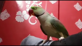 RAW The Best Talking Parrot