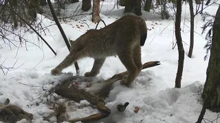 Рысь у добычи. Lynx and deer