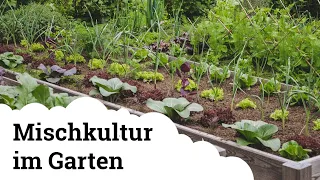 Mischkultur | Gute und schlechte Pflanzenpartner - was kommt ins Hochbeet? 🌱