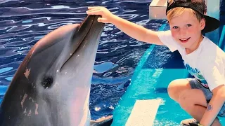 Funny DolPhin Videos | Cute Dolphin show ,Try Not To Laugh Videos  Compilation