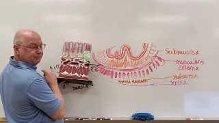 Professor Long 2402 Lab Digestive Wall Drawing