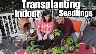 Transplanting Indoor Seedlings - 2 Simple Clues // Spring Garden Series #3