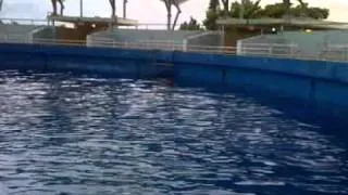 Dolphin "Entertains" Itself in Miami Seaquarium's Featureless Confines
