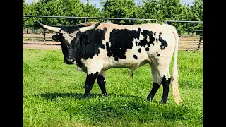 Mini bull-Rocky our Miniature Texas Longhorn