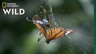 The Toxic Tiger Butterfly | Wild Monsoon