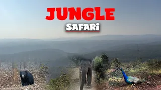 Jungle Safari Mein Maza Ni Aagya 😞