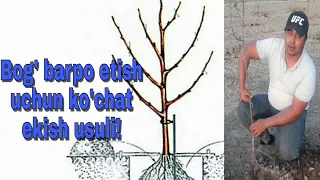 Bog' barpo etish uchun ko'chat ekish usuli. The method of planting seedlings to build the garden.