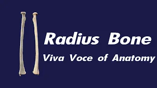 Radius bone / Side determination / Parts and  Attachments / Applied anatomy