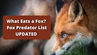 What Eats A Fox UPDATED List of Fox Predators