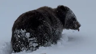 Alaska Coastal Brown Bears