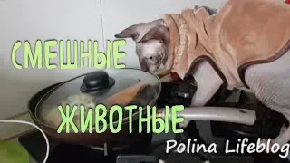 СМЕШНЫЕ ЖИВОТНЫЕ с озвучкой/КОТЫ/СОБАКИ/2019/ПРИКОЛЫ