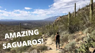 Douglas Spring Trail & Bridal Wreath Falls Trail | Saguaro National Park, Arizona