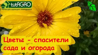 НАШИ ВЫРУЧАЛОЧКИ! Этот цветок может расти даже НА ЛУНЕ! Сейте их по всему участку.