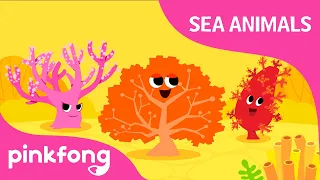 Hoy-hoy, Coral | Sea Animal Songs | Animal Songs | Pinkfong Songs for Children