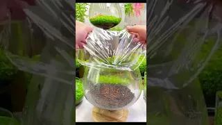 plant grass seed in aquarium |‌tight fish plant |