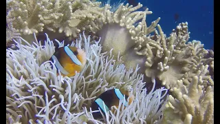 DIVING IN THE SEAS OF INDONESIA   A 90 MINUTE  UNDERWATER RELAXATION VIDEO