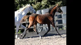 Morris colt for sale