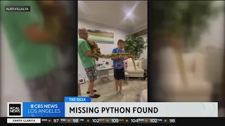 Big Mama, the 15-foot python, found safe