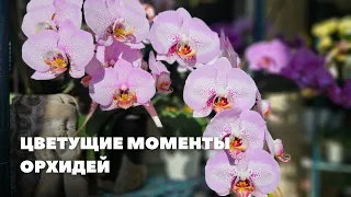 Цветущие моменты орхидей ￼/ Orchid blooming moments