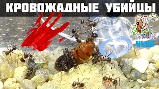 Новый дом для муравьев Myrmicaria brunnea ● Муравьиный VLOG