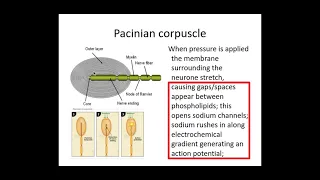 5.1.3 Neuronal Communication a) Receptors and Pacinian Corpuscle