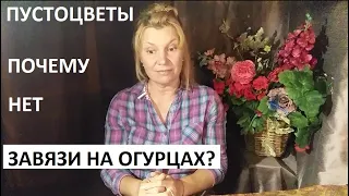 Пустоцветы на огурцах. Почему огурцы не завязываются.