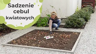 Sadzenie cebul kwiatów na ostatnią chwilę - to się opłaca!