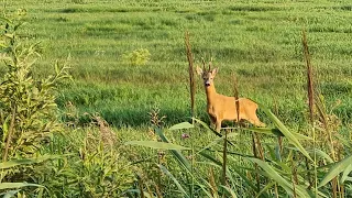 Охота на самца косули в период гона. Рекомендации начинающим. / Roe deer hunting in summer.