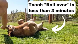 How to teach your cattle dog to #rollover